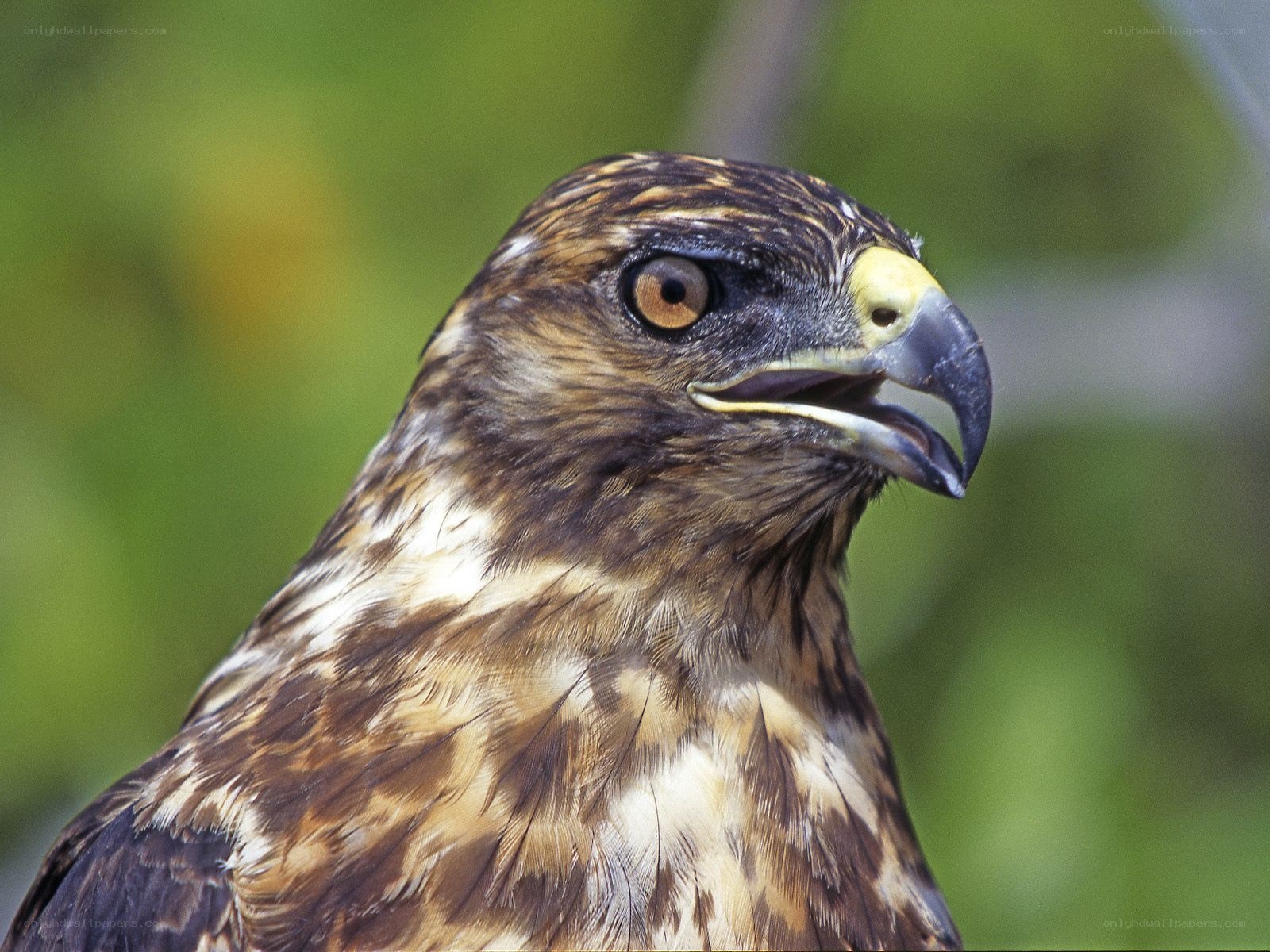 close-up of a hawk