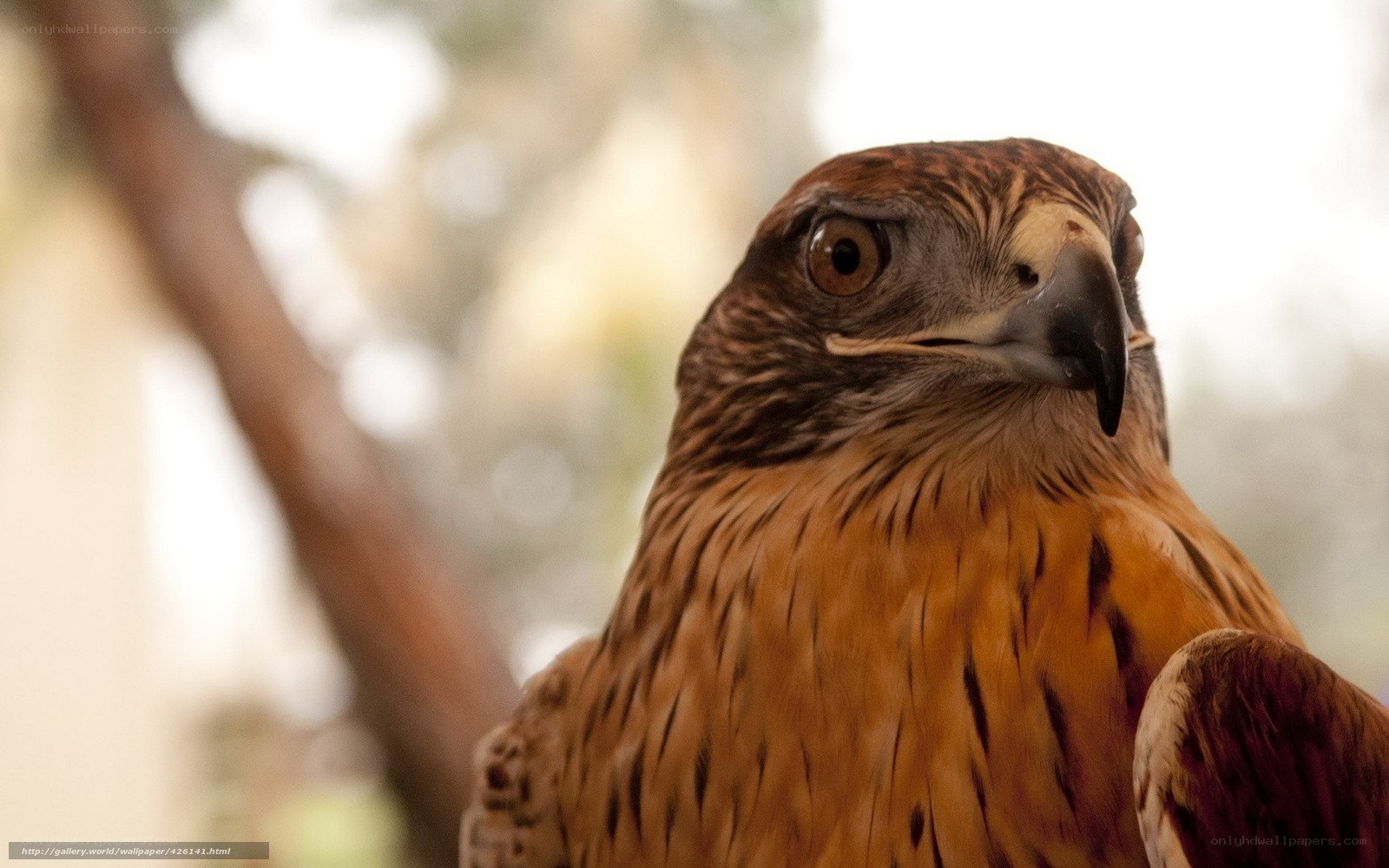 Close-up of a hawk