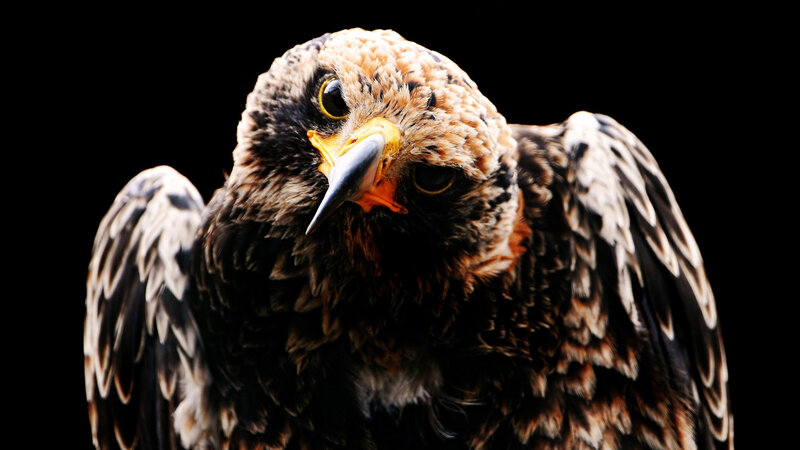 Close-up of a Hawk — Black, Intense