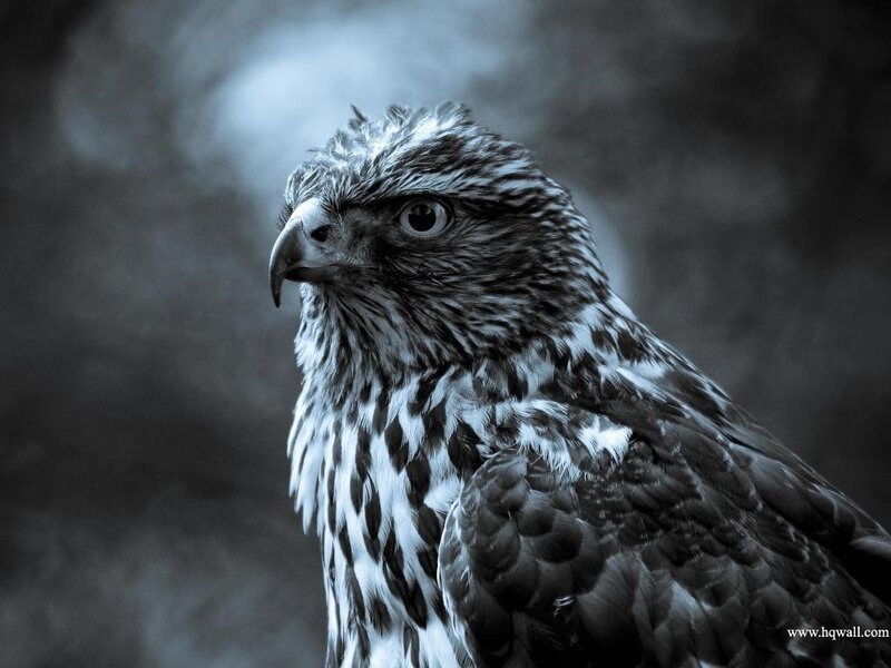 Close-up of a Hawk — Black