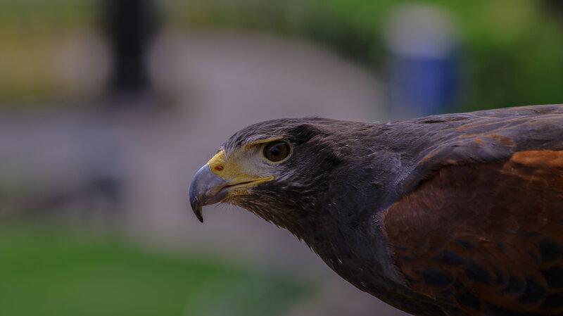 Close-up of a Hawk — Brown, Alert, Photograph, Bird, Beak