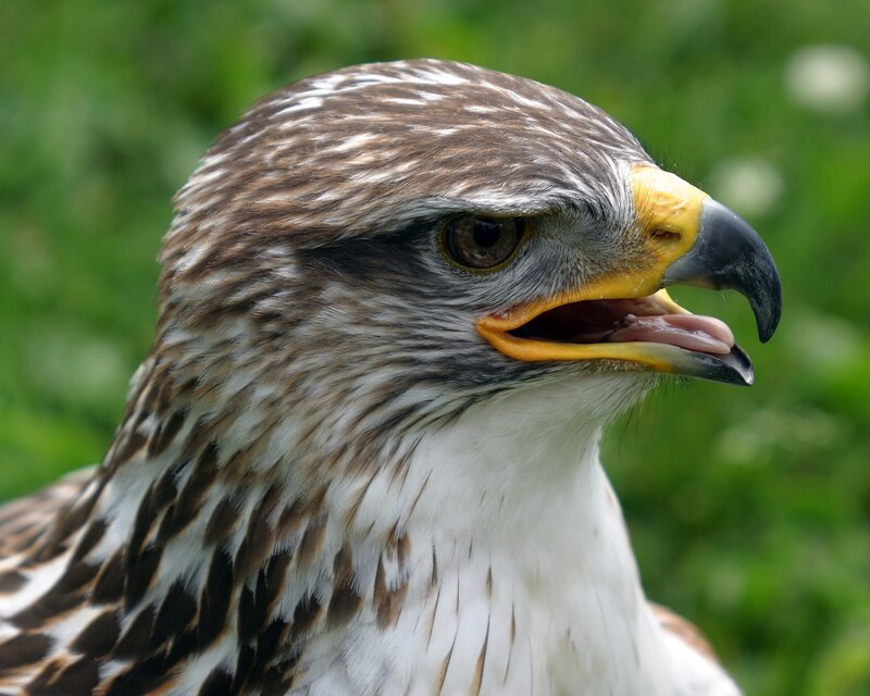 Close-up of a Hawk — Brown, Alert