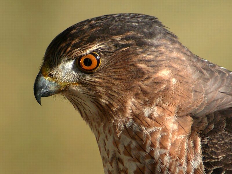 Close-up of a Hawk — Brown, Intense, Afternoon
