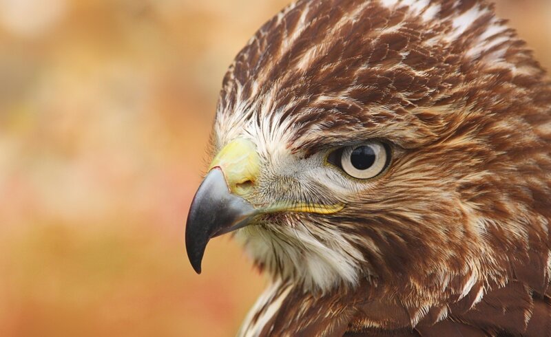 Close-up of a Hawk — Brown, Intense, Autumn, Photograph