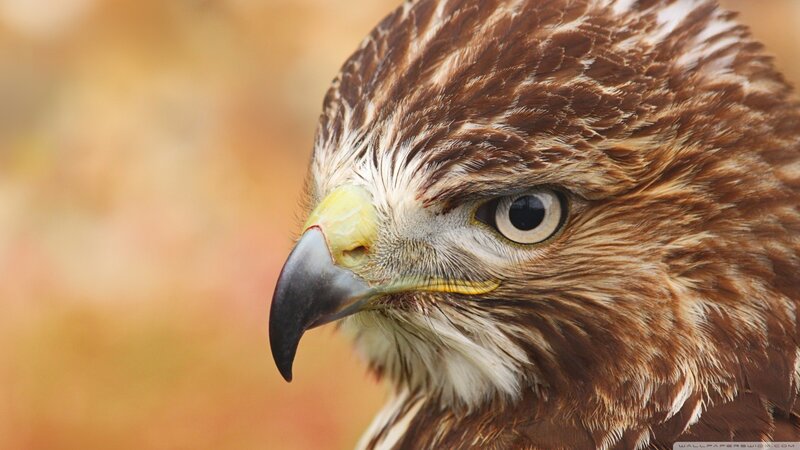 Close-up of a Hawk — Brown, Intense, Autumn
