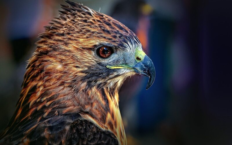 Close-up of a Hawk — Brown, Intense, Photograph, Beak, Eye, Feathers
