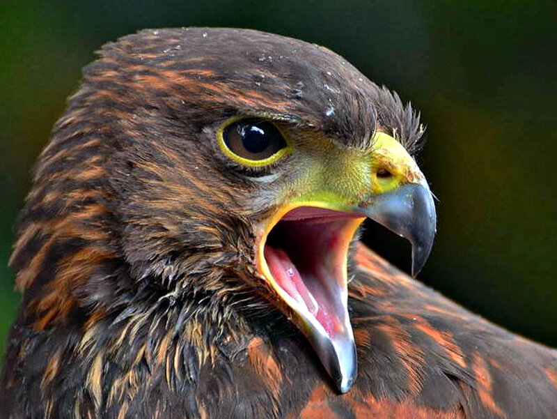 Close-up of a Hawk — Brown, Intense, Photograph, Beak, Eye