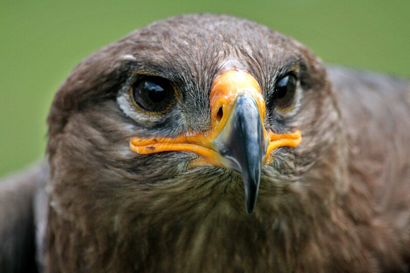 Close-up of a Hawk — Brown, Intense, Photograph, Beak, Eyes