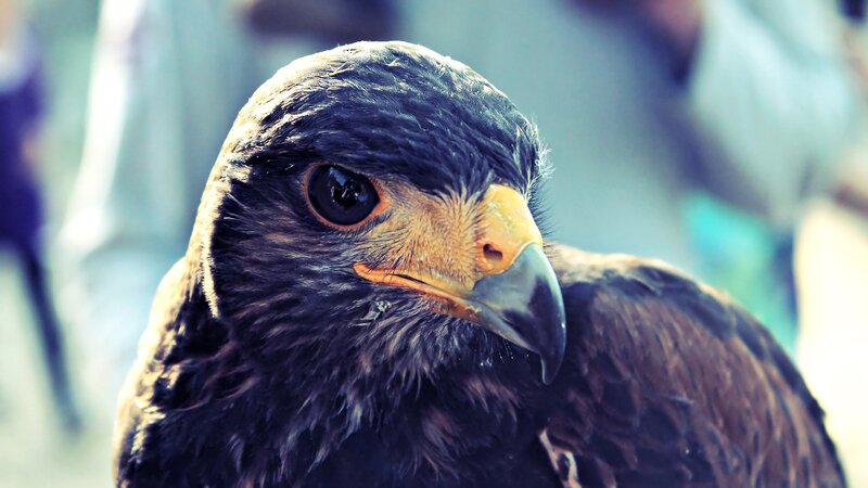 Close-up of a Hawk — Brown, Intense, Photograph, Bird, Beak, Eye, Black