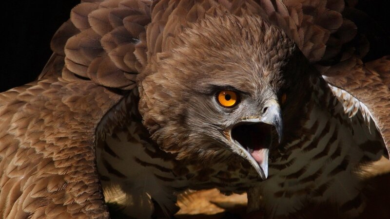 Close-up of a Hawk — Brown, Intense, Photograph, Bird, Feathers