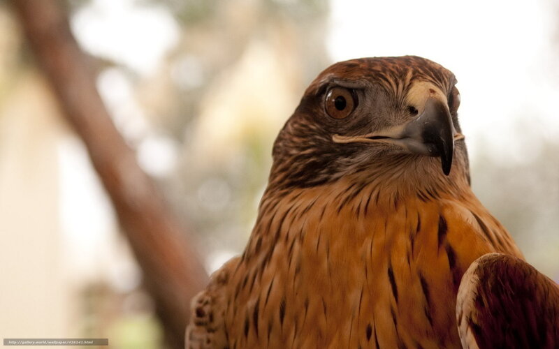 Close-up of a Hawk — Brown, Intense, Photograph, Bird, Tree Branch