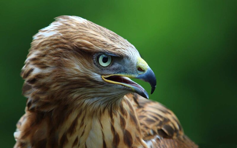 Close-up of a Hawk — Brown, Intense, Photograph, Green Background