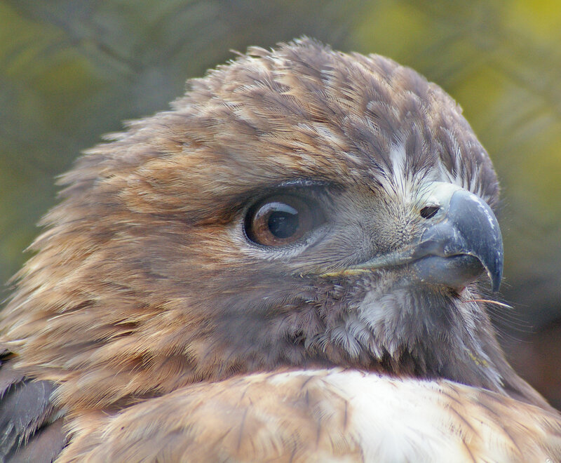 Close-up of a Hawk — Brown, Intense, Photograph
