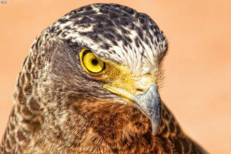 Close-up of a Hawk — Brown, Intense, Photograph, Yellow Eye
