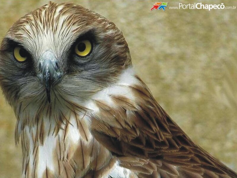 Close-up of a Hawk — Brown, Intense, Photograph, Yellow Eyes
