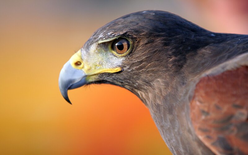 Close-up of a Hawk — Brown, Intense, Sunset