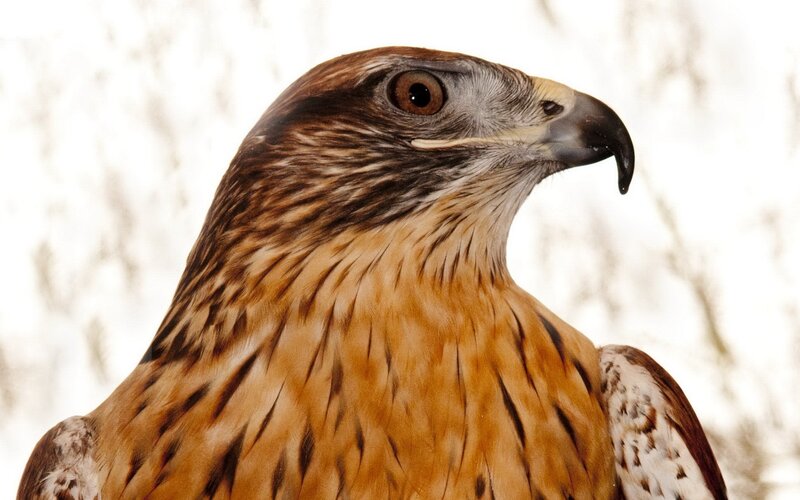 Close-up of a Hawk — Brown, Intense, Winter