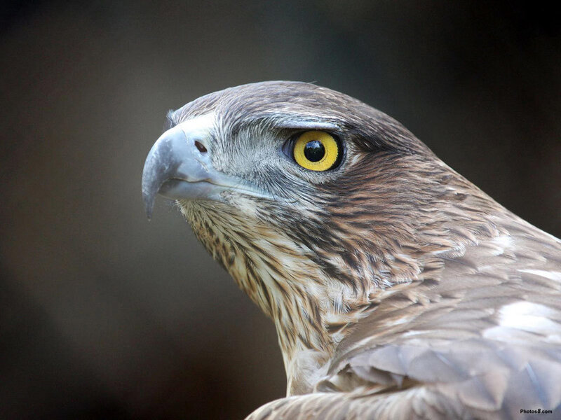 Close-up of a Hawk — Brown
