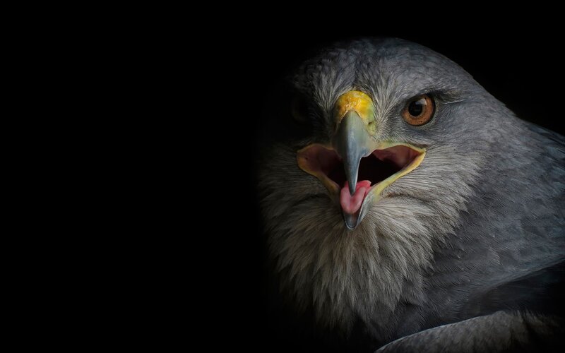 Close-up of a Hawk — Gray