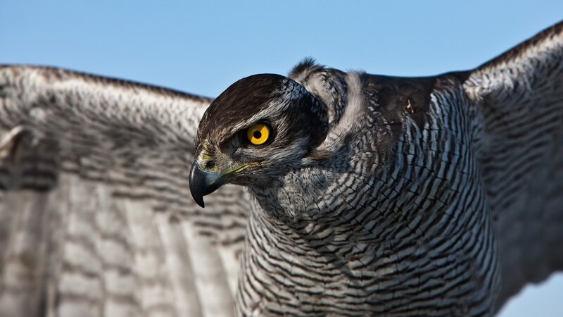 Close-up of a hawk in flight