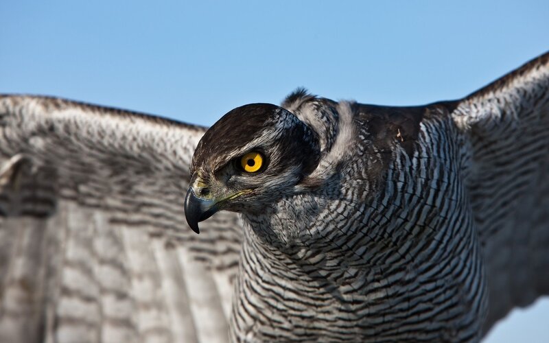Close-up of a hawk in flight