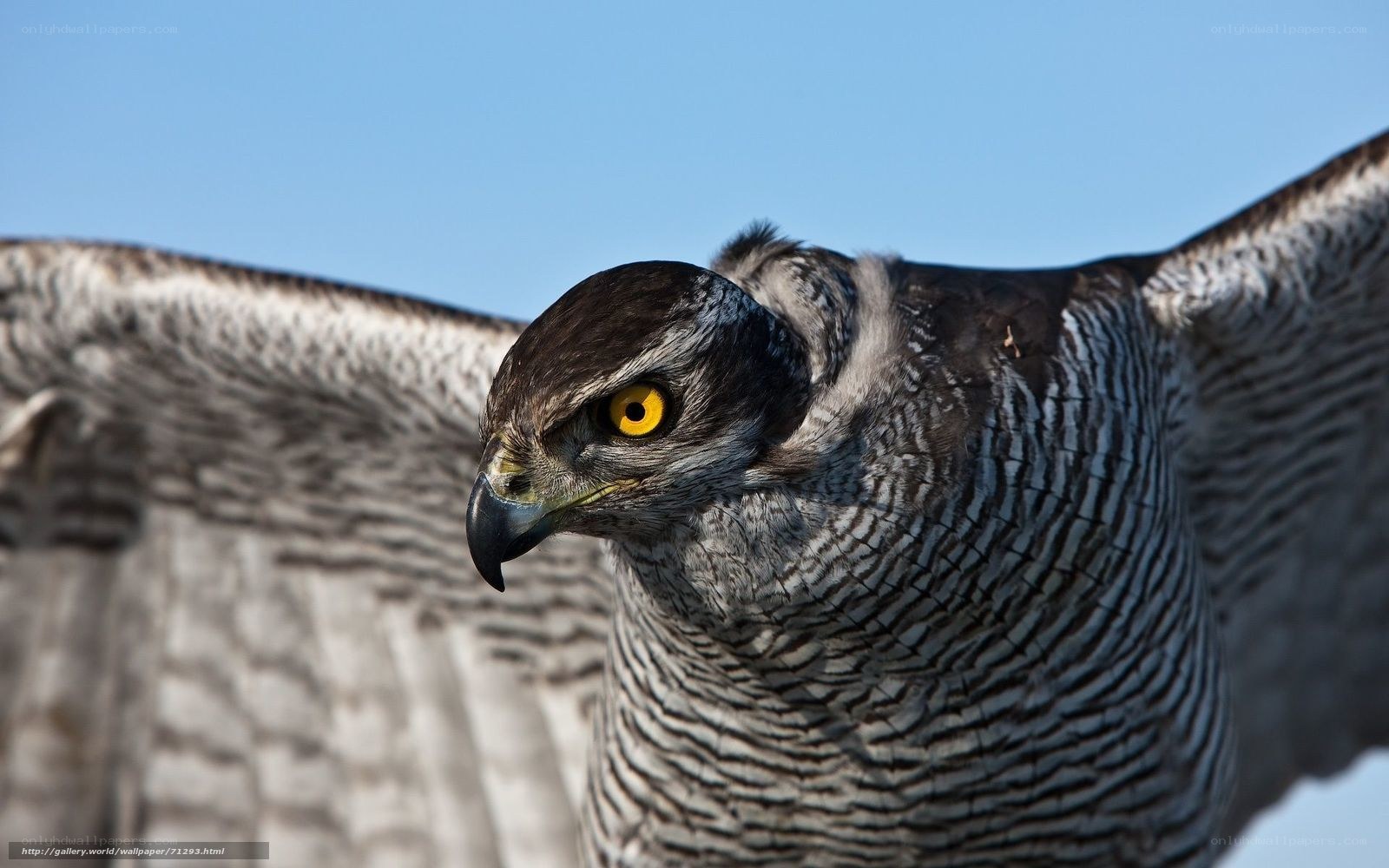 Close-up of a hawk in flight