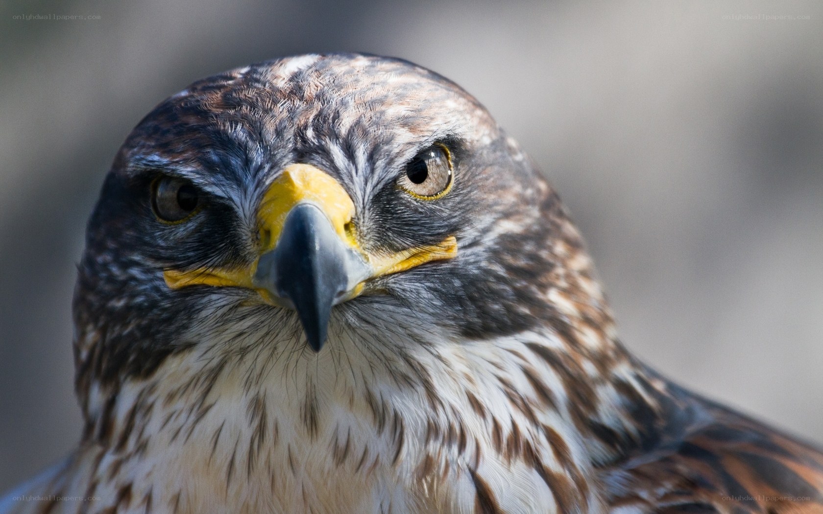 close-up of a hawk's face