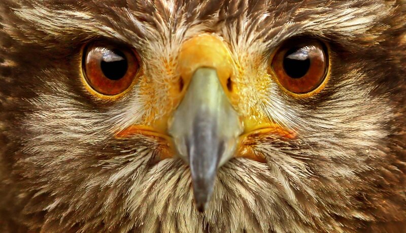 close-up of a hawk's face
