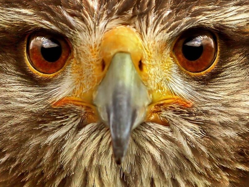 close-up of a hawk's face