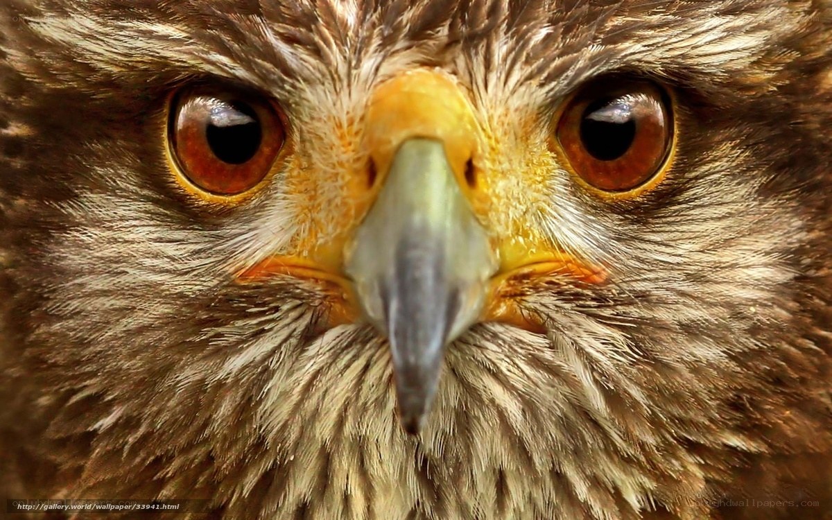close-up of a hawk's face