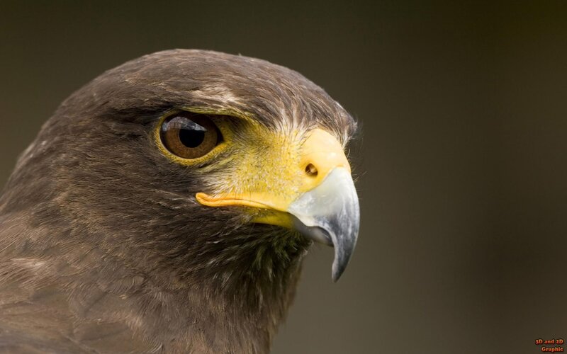 close-up of a hawk's head