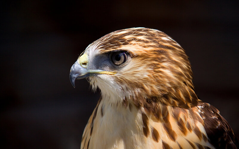 close-up of a hawk's head