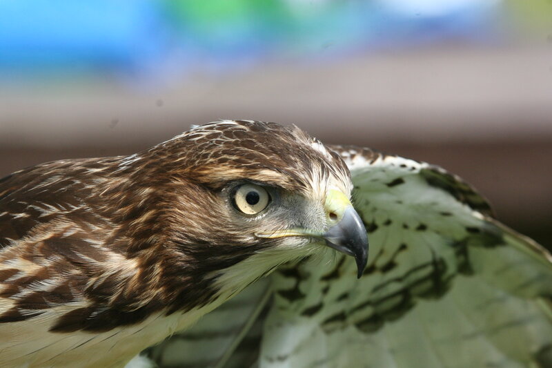 close-up of a hawk's head