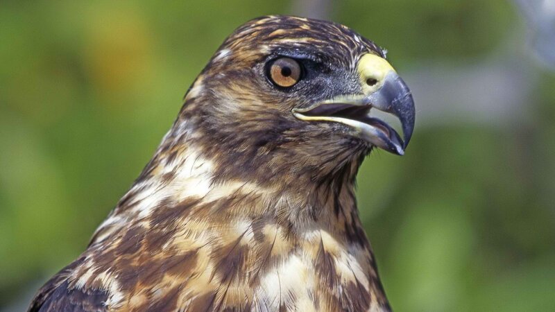 close-up of a hawk's head