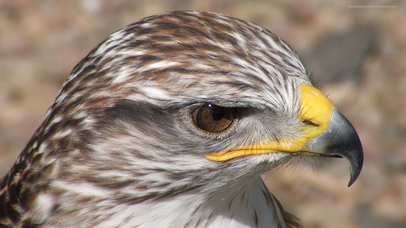 close-up of a hawk's head