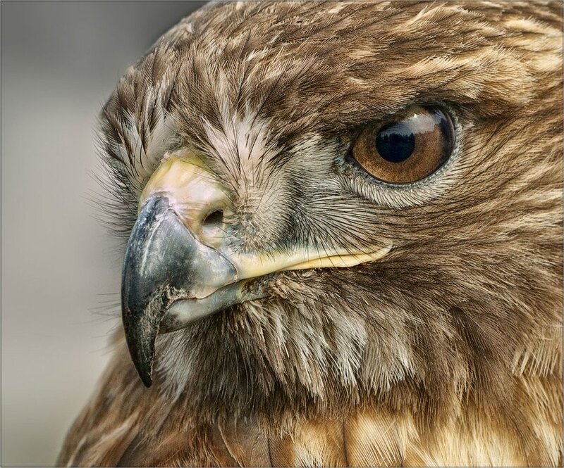 Close-up of a hawk's head
