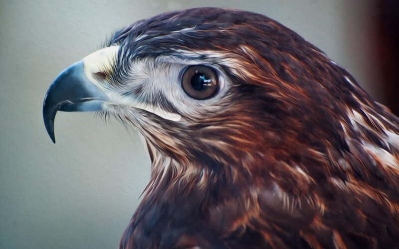 close-up of a hawk's head