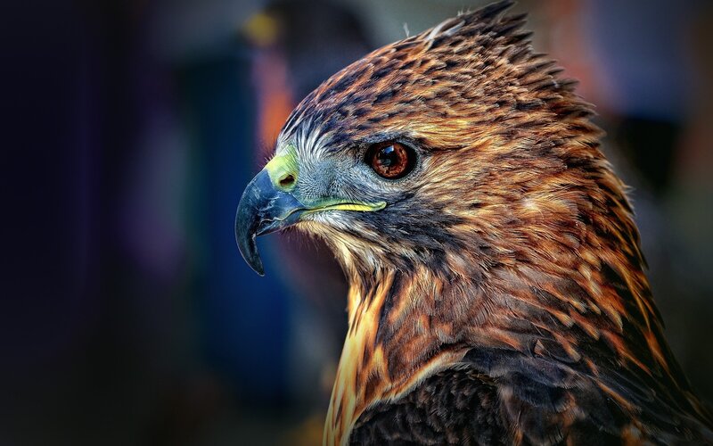 close-up of a hawk's head