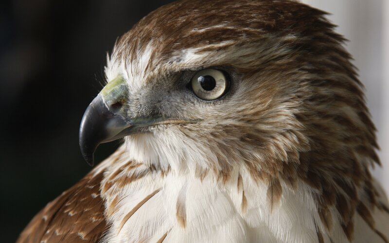 close-up of a hawk's head
