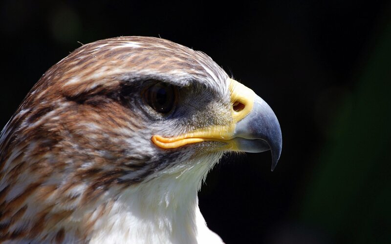 close-up of a hawk's head