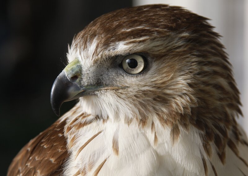 close-up of a hawk's head