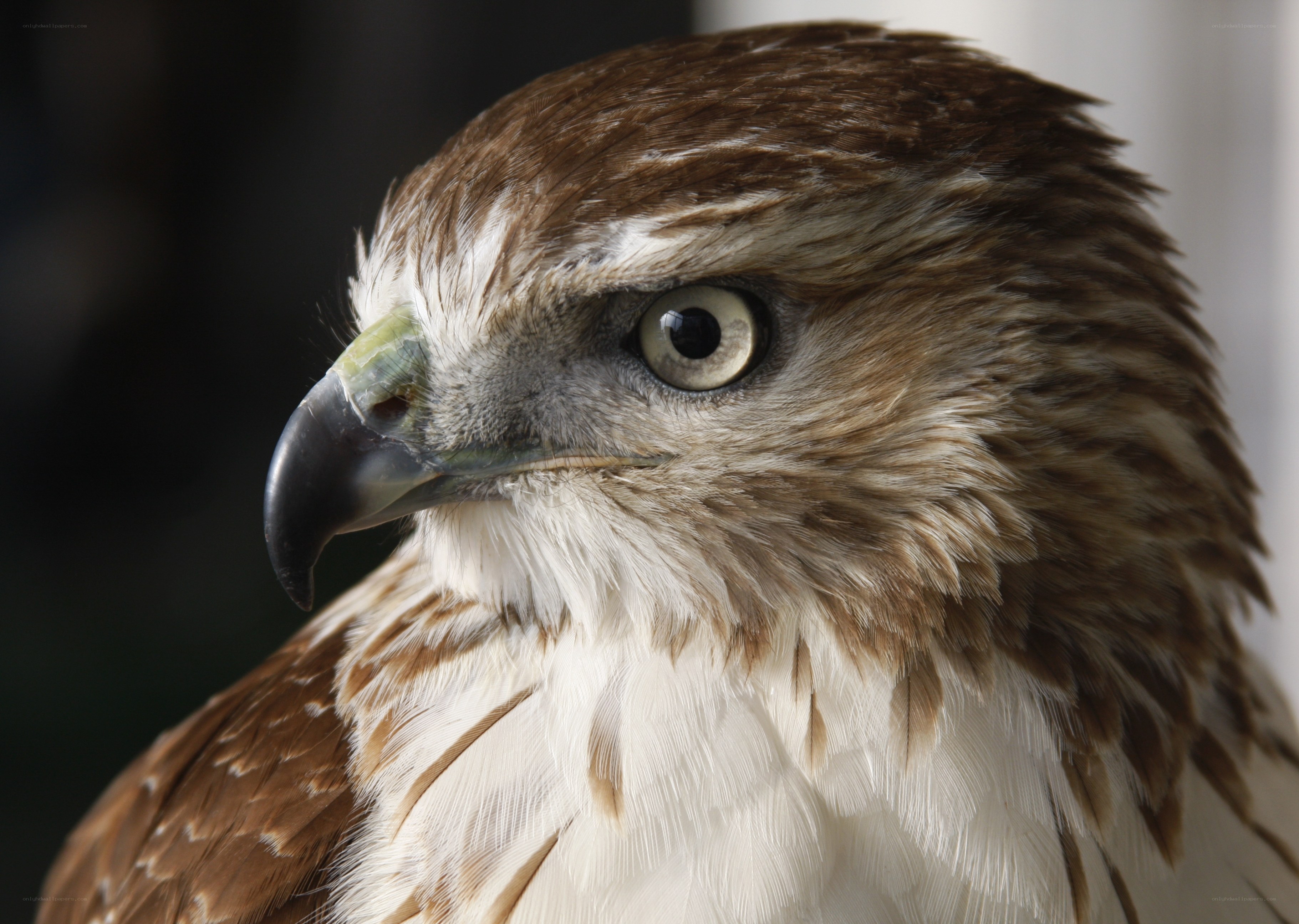 close-up of a hawk's head