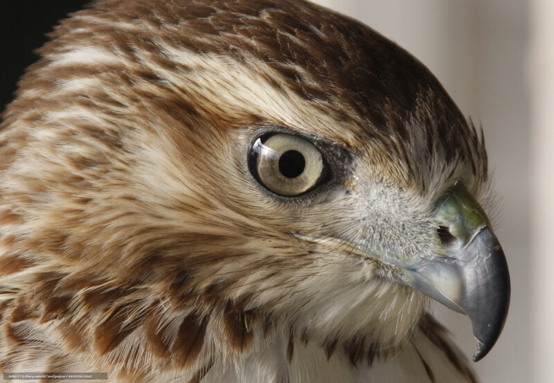 Close-up of a hawk's head