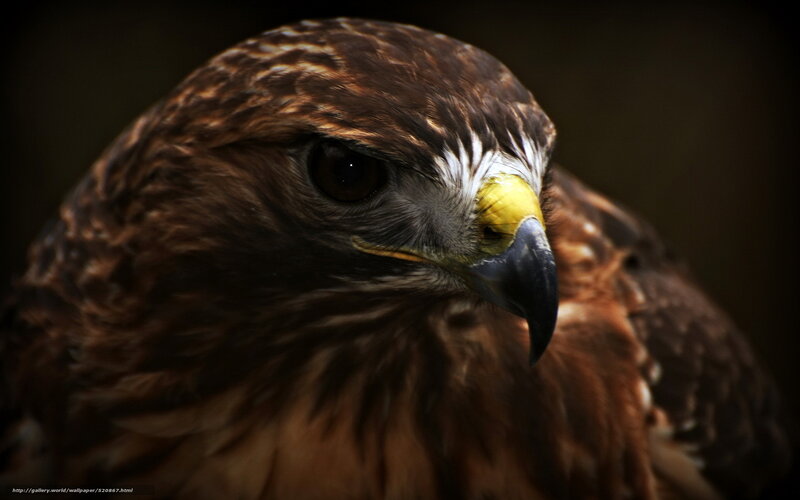 Close-up of a hawk's head
