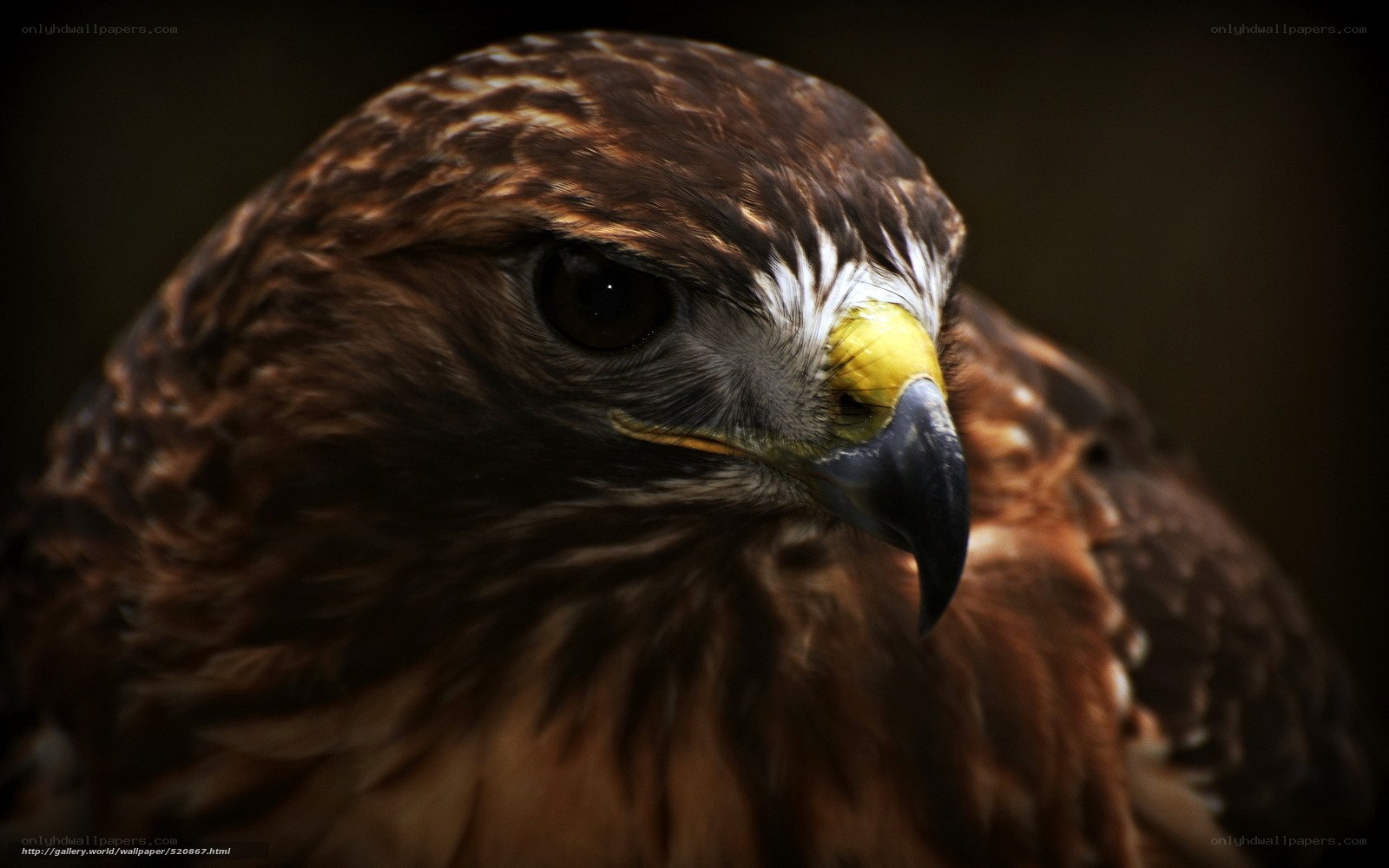 Close-up of a hawk's head