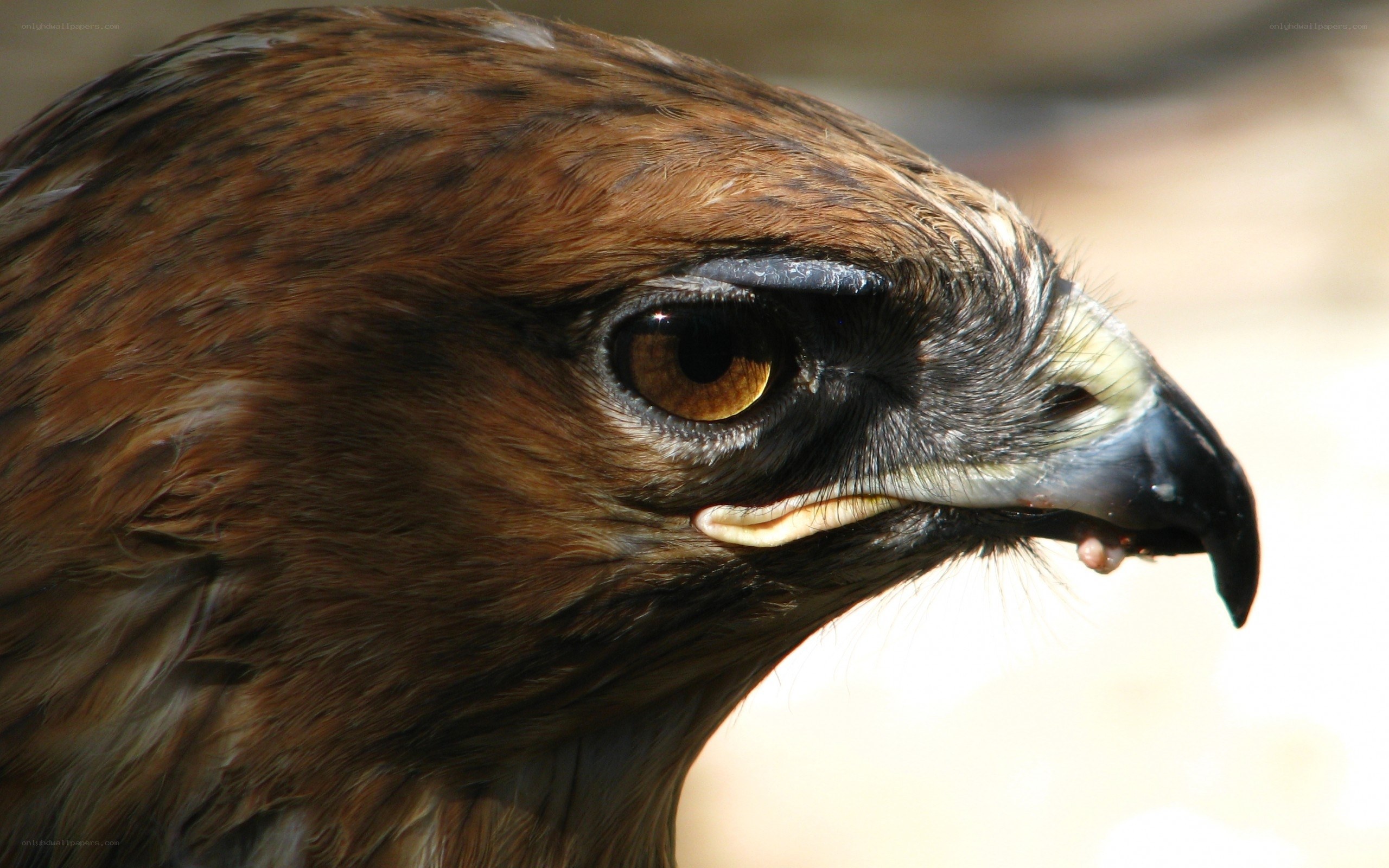 close-up of a hawk's head