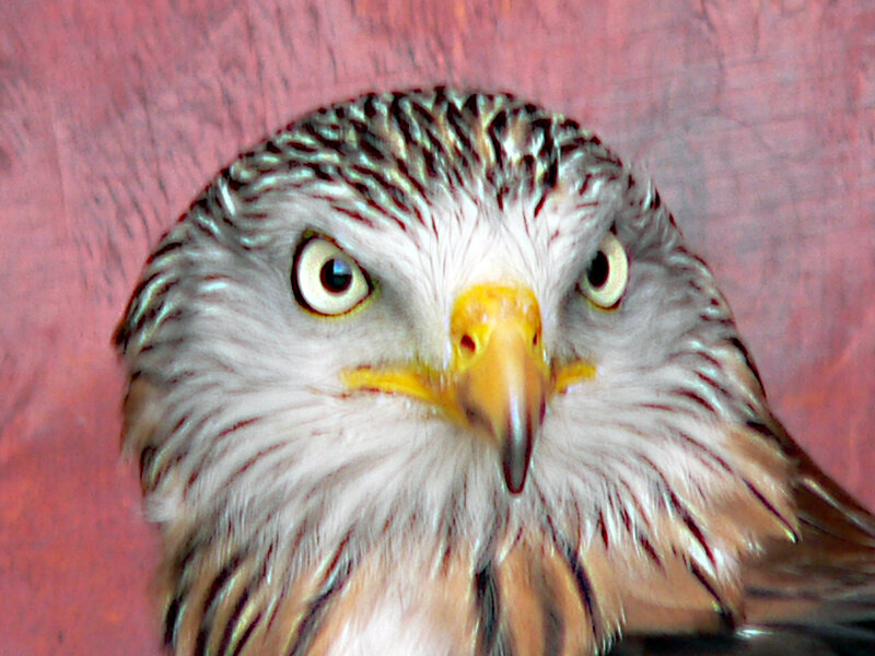Close-up of a Hawk — White