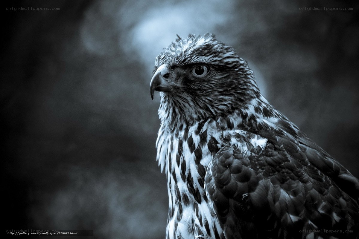 close-up of a hawk