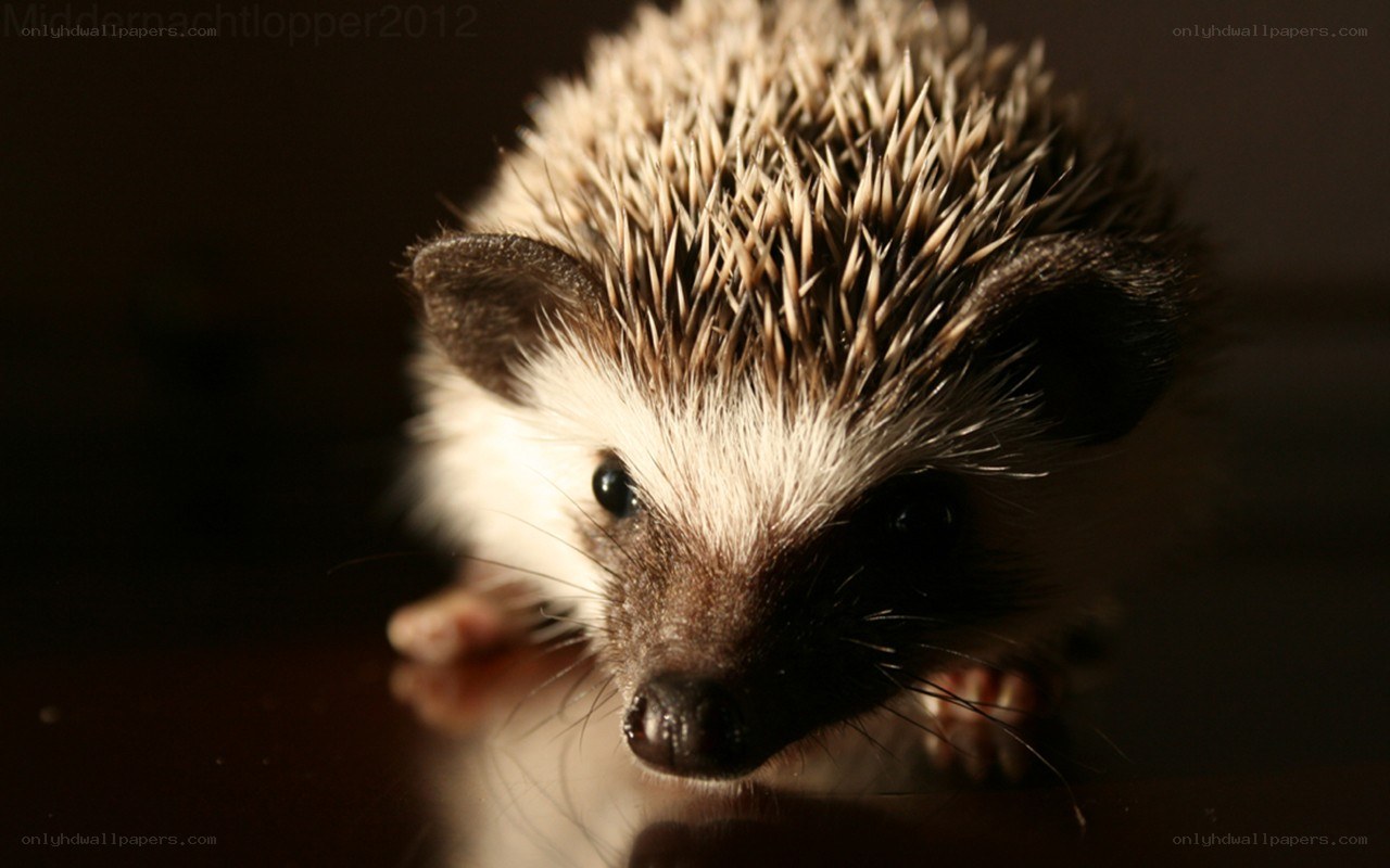 close-up of a hedgehog