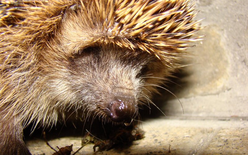 Close-up of a hedgehog